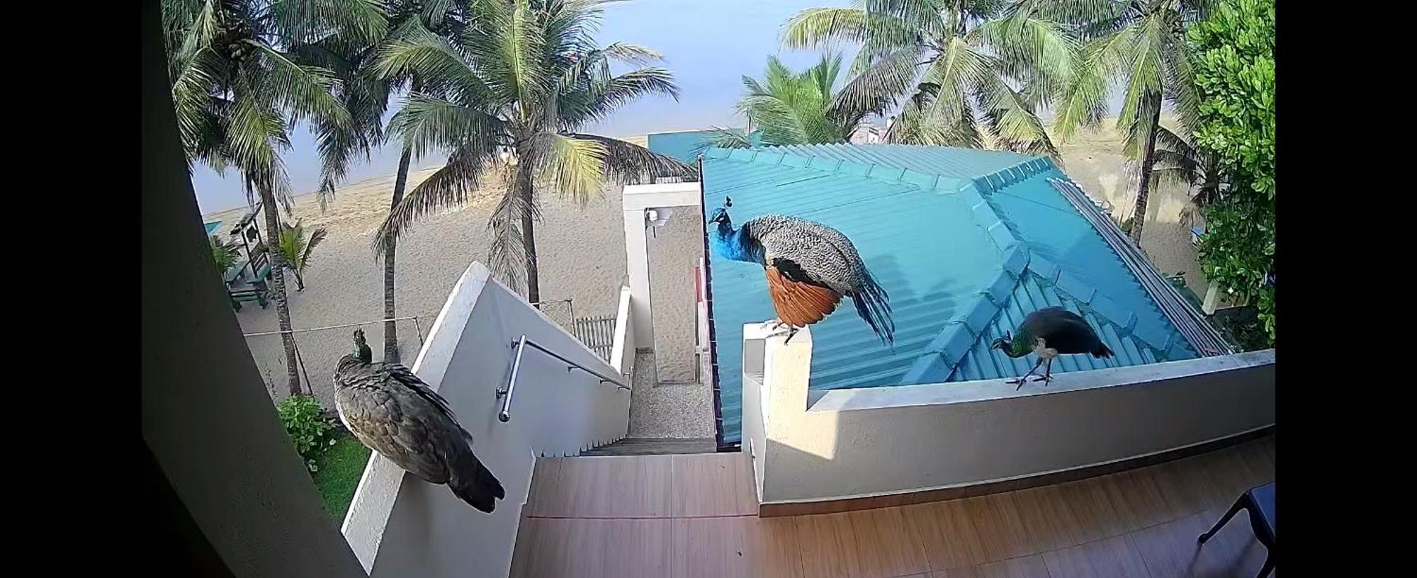 Отель Coral Reef Guest Берувала Экстерьер фото